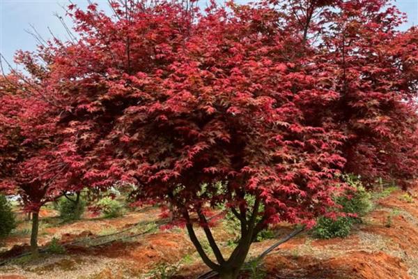 日本红舞姬红枫的养殖方法，春秋季节每隔3-4天浇一次水