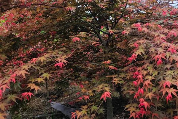 日本红舞姬红枫的养殖方法，春秋季节每隔3-4天浇一次水