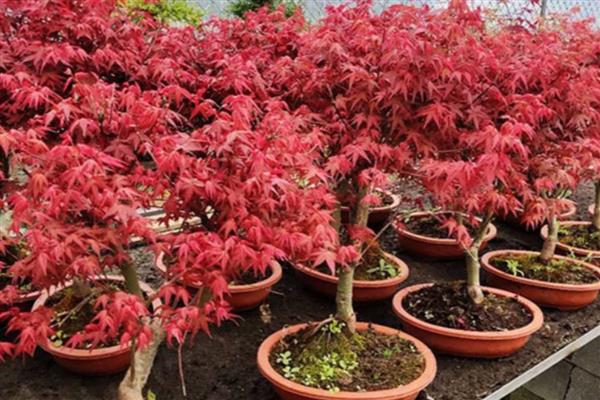日本红舞姬红枫的养殖方法，春秋季节每隔3-4天浇一次水