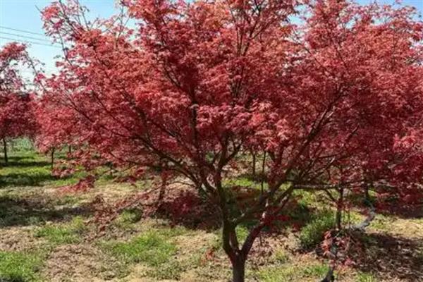 日本红舞姬红枫的养殖方法，春秋季节每隔3-4天浇一次水