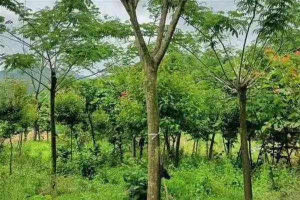 合欢树移栽多久会开花，从移栽到开花需要5年