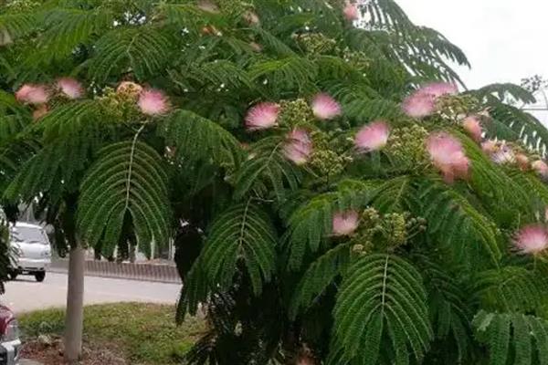 合欢树移栽多久会开花，从移栽到开花需要5年