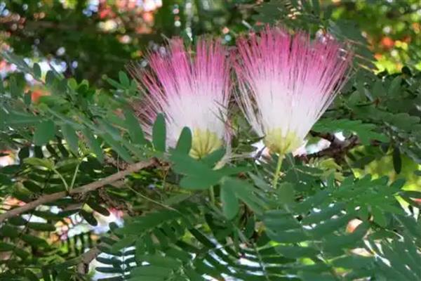 合欢树移栽多久会开花，从移栽到开花需要5年