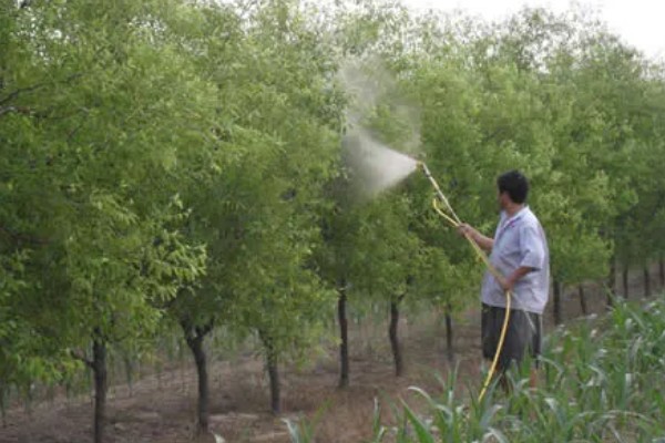 枣树喷药时间，以5月上旬和下旬为宜