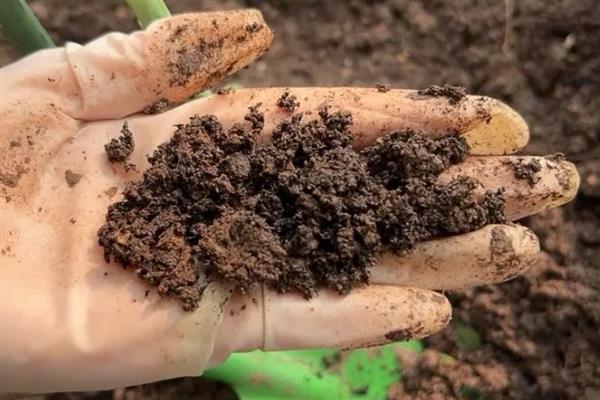 月见草怎么种植，撒播种子再覆盖薄土