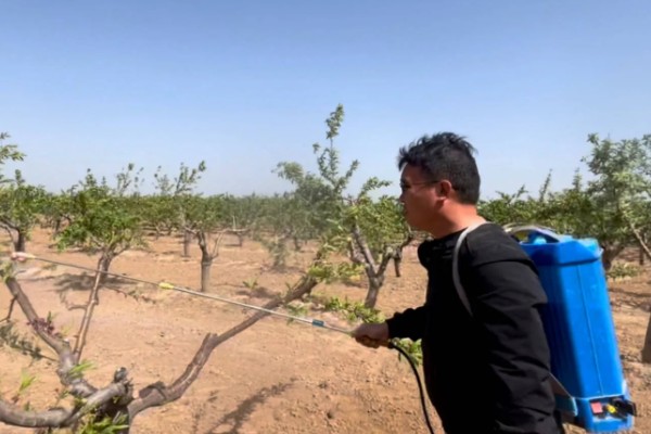 枣树喷药时间，以5月上旬和下旬为宜