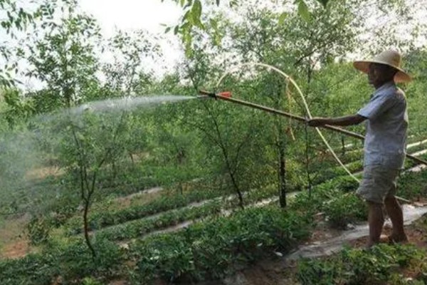 枣树喷药时间，以5月上旬和下旬为宜