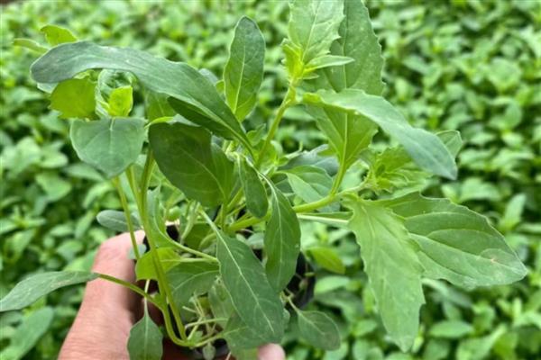 月见草怎么种植，撒播种子再覆盖薄土