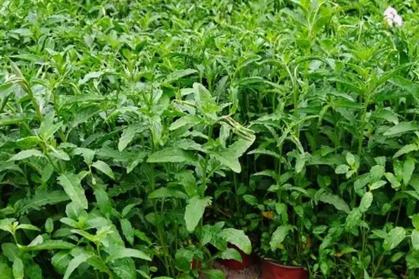 月见草怎么种植，撒播种子再覆盖薄土