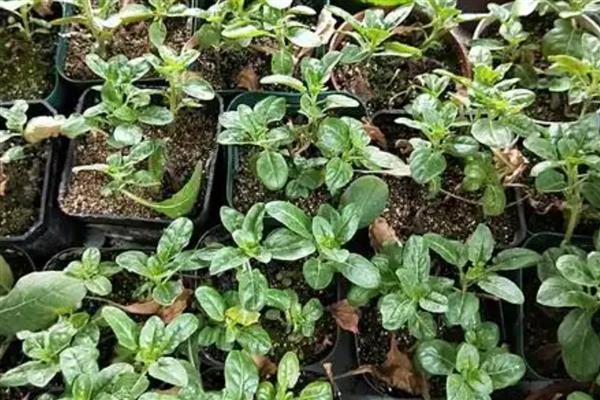 月见草怎么种植，撒播种子再覆盖薄土