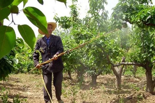 枣树喷药时间，以5月上旬和下旬为宜
