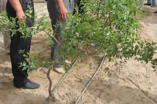 枣树喷药时间，以5月上旬和下旬为宜