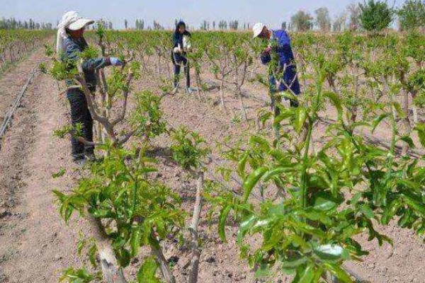 枣树喷药时间，以5月上旬和下旬为宜