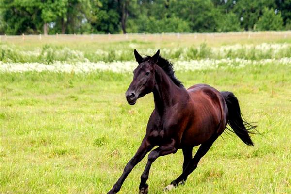 马和驴如何繁殖，二者杂交可以产下骡子