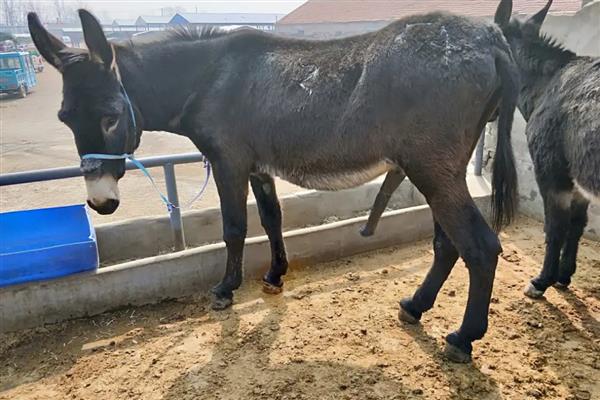 马和驴如何繁殖，二者杂交可以产下骡子