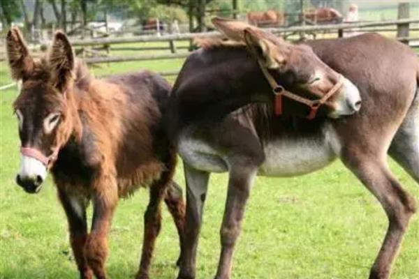 马和驴如何繁殖，二者杂交可以产下骡子