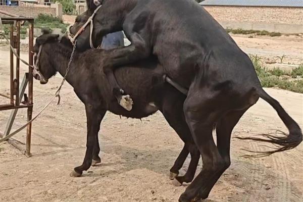 马和驴如何繁殖，二者杂交可以产下骡子