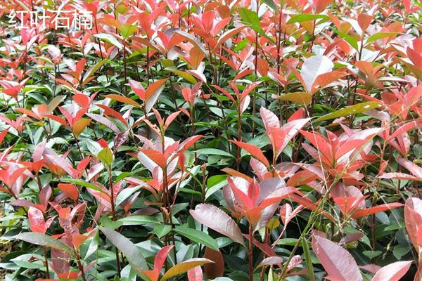 红叶石楠与石楠有什么区别,树形、叶片、果实等方面均不同