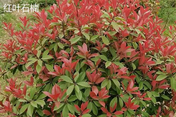 红叶石楠与石楠有什么区别,树形、叶片、果实等方面均不同