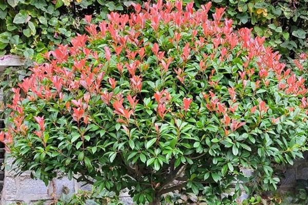 红叶石楠与石楠有什么区别,树形、叶片、果实等方面均不同