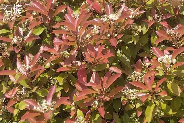 红叶石楠与石楠有什么区别,树形、叶片、果实等方面均不同