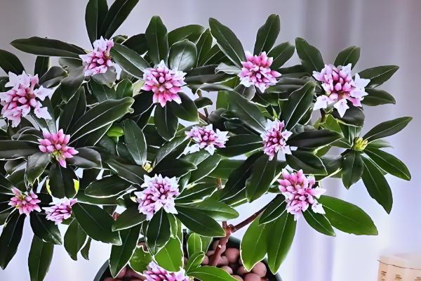 金边瑞香冬季养护方法,把室温保持在5℃以上