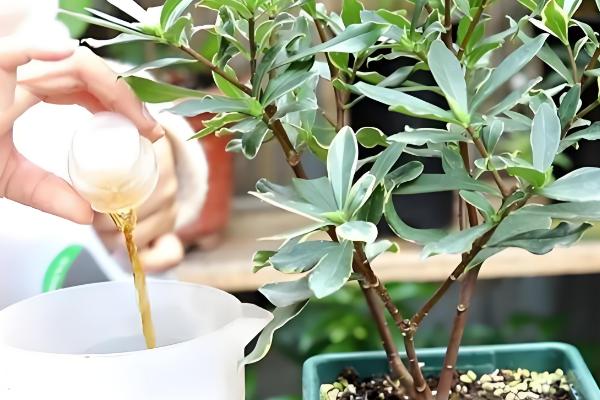 金边瑞香冬季养护方法,把室温保持在5℃以上