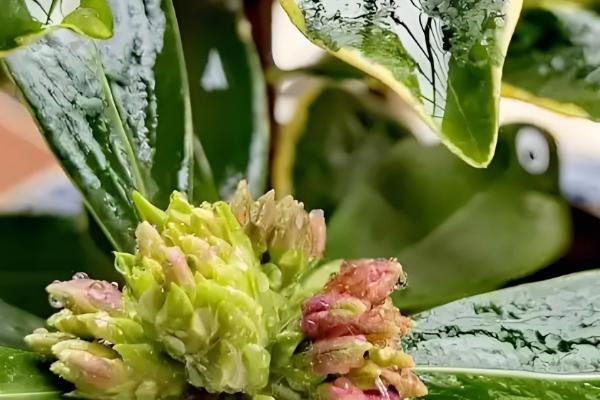 金边瑞香冬季养护方法,把室温保持在5℃以上