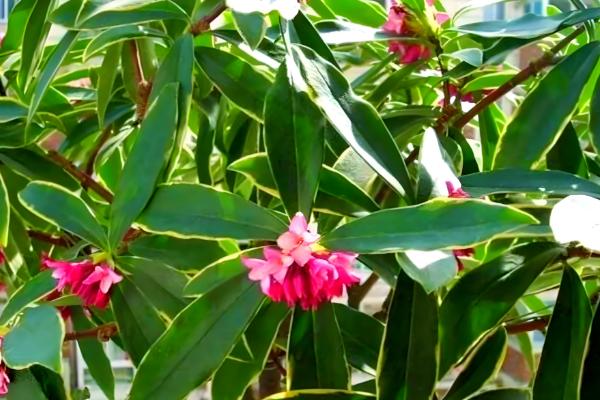 金边瑞香冬季养护方法,把室温保持在5℃以上