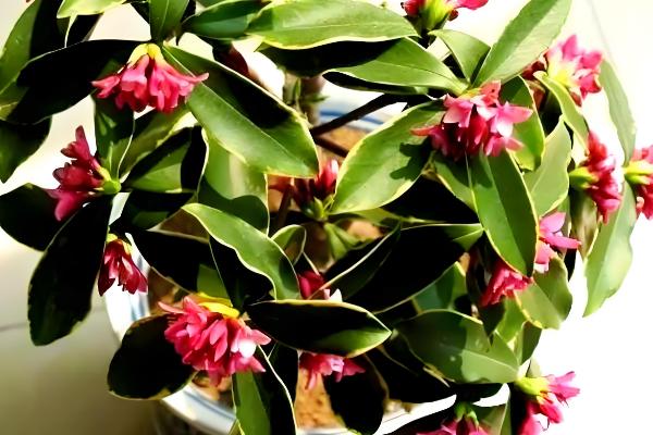 金边瑞香冬季养护方法,把室温保持在5℃以上