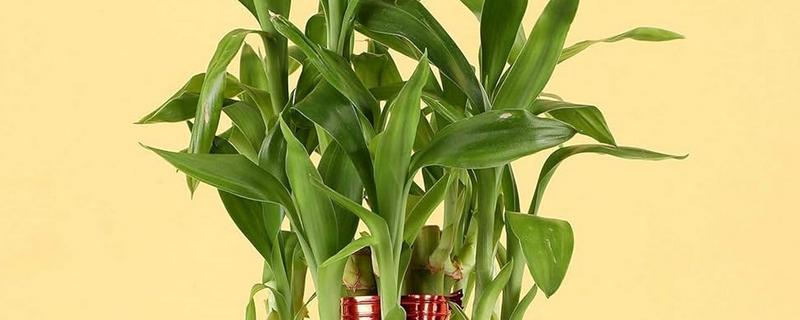 富贵竹杆发黄如何处理，缺少水分可每隔1-2天浇一次水