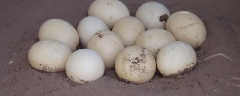 一只鸵鸟一年下多少个蛋,第一个产卵期可产20-40枚