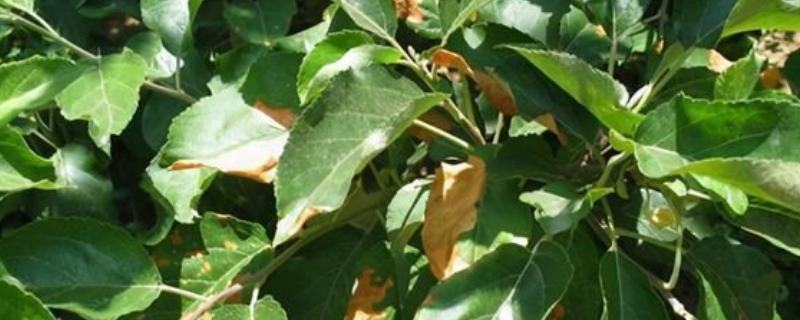 苹果圆斑根腐病的类型，分为萎焉型、叶片青干型等