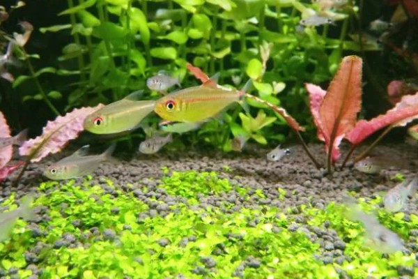 血心灯鱼好不好养，养殖难度不算高