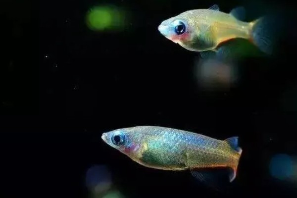 血心灯鱼好不好养，养殖难度不算高