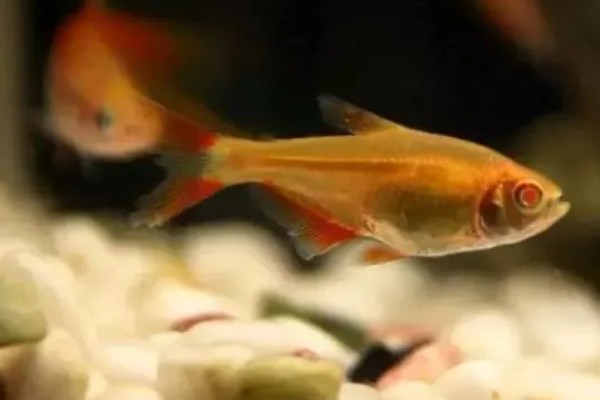 血心灯鱼好不好养，养殖难度不算高