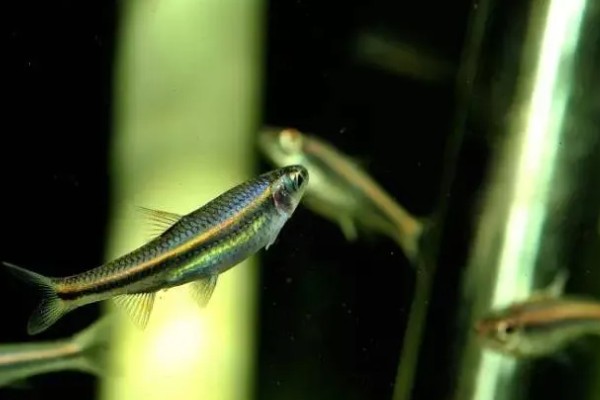 血心灯鱼好不好养，养殖难度不算高