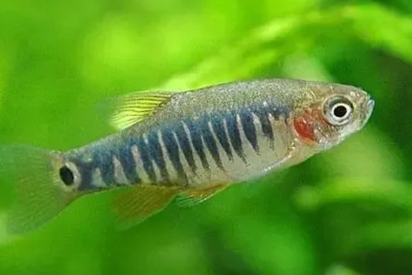 血心灯鱼好不好养，养殖难度不算高