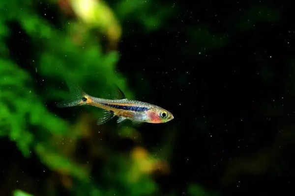 血心灯鱼好不好养，养殖难度不算高