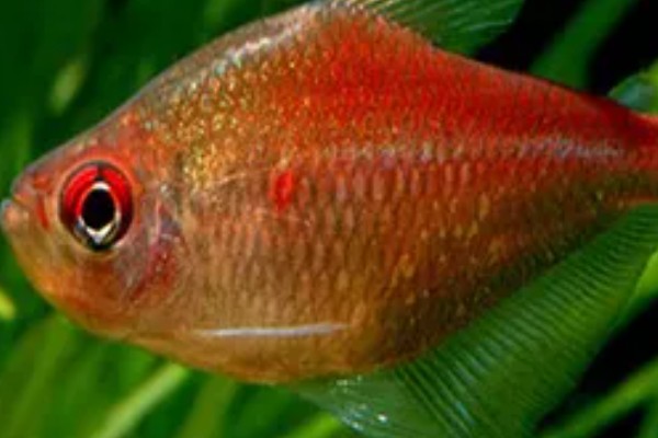 血心灯鱼好不好养，养殖难度不算高