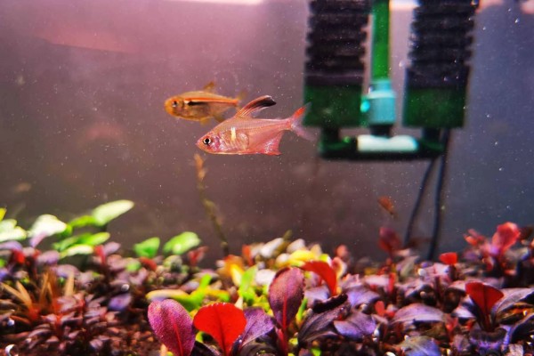 血心灯鱼好不好养，养殖难度不算高