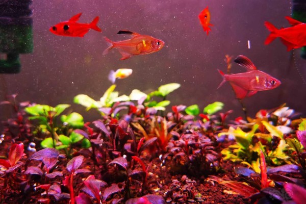 血心灯鱼好不好养，养殖难度不算高