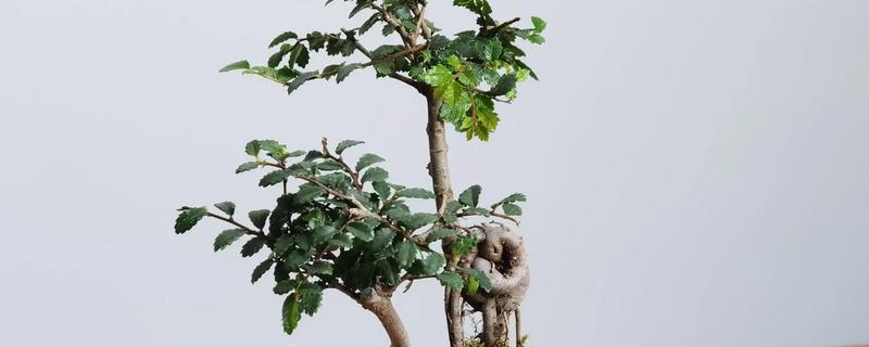 适宜种植的树种有哪些,有榆树、椿树等