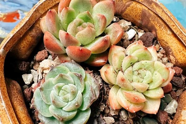 多肉出现白色虫子的原因，通风差会为害虫提供适宜的生长环境