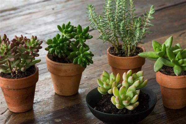 多肉出现白色虫子的原因，通风差会为害虫提供适宜的生长环境