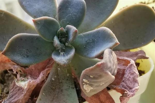 多肉出现白色虫子的原因，通风差会为害虫提供适宜的生长环境