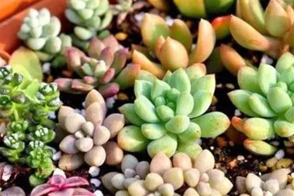 多肉出现白色虫子的原因，通风差会为害虫提供适宜的生长环境