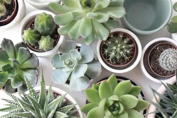 多肉出现白色虫子的原因，通风差会为害虫提供适宜的生长环境