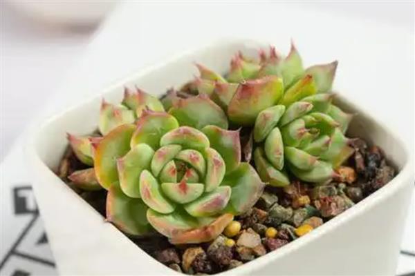 多肉出现白色虫子的原因，通风差会为害虫提供适宜的生长环境