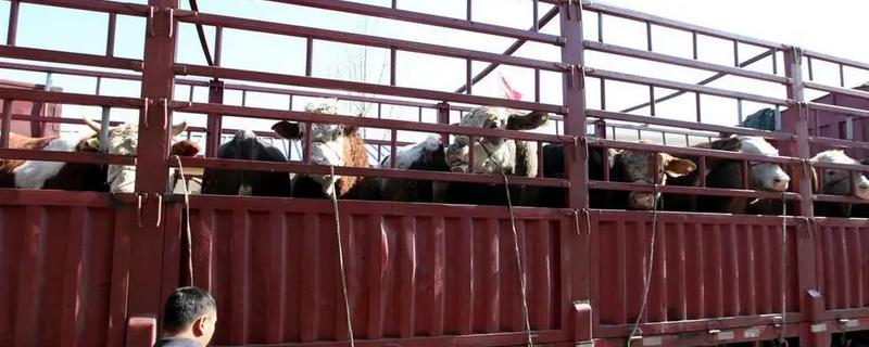 牛长途运输30个小时的注意事项，通常要选择大货车